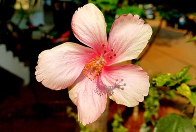 Close-up of pink flower