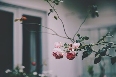 Close-up of pink flowering plant against blurred background