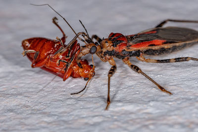 Close-up of insect on wood