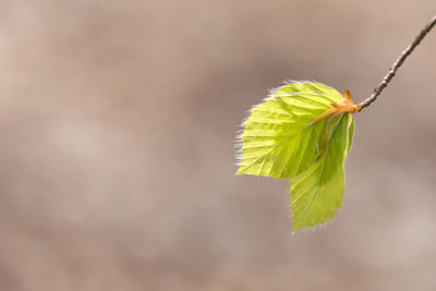 Close-up of green leaf on plant