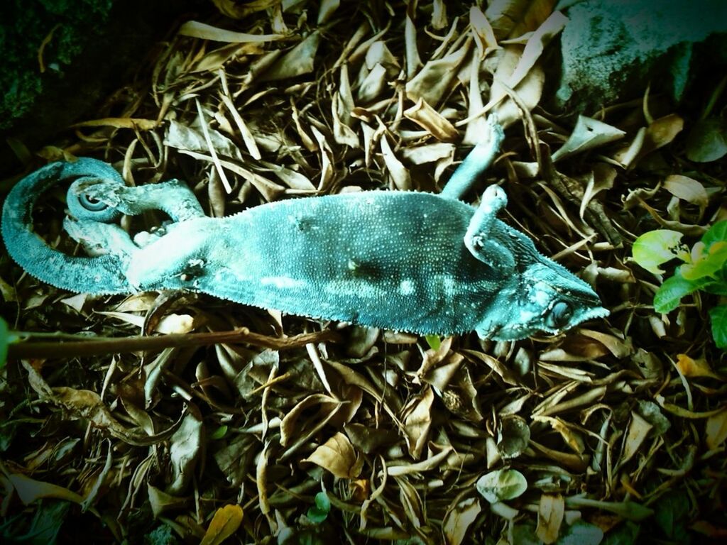 blue, dead animal, fish, close-up, high angle view, art and craft, no people, reptile, animal themes, outdoors, day, metal, nature, water, turtle, abundance, abandoned, large group of objects, art, messy