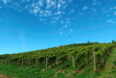 Scenic view of vineyard against sky in  german region nahe near bad kreuznach, rhineland-palatinate