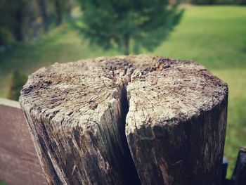 Close-up of tree trunk on field