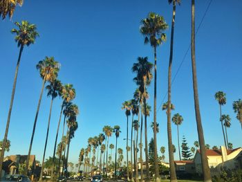 Low angle view of palm trees against clear blue sky