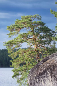 Close-up of tree by lake against sky