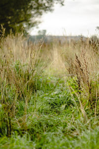 Surface level of grass on field