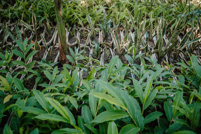 Full frame shot of corn field