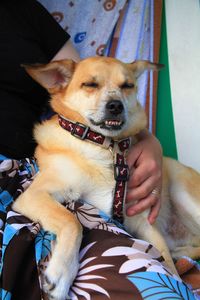 Close-up of man with dog