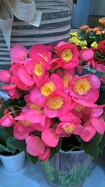 Close-up of pink flowers