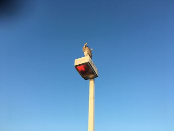 Low angle view of bird perching on pole against blue sky