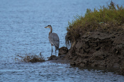 High angle view of heron perching on rock