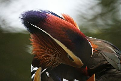 Close-up of peacock
