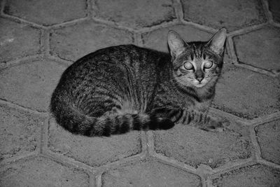 Portrait of cat sitting on footpath