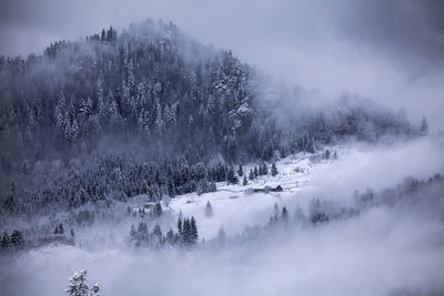 Trees on snow covered land during foggy weather