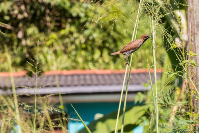Bird perching on a plant