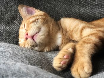 Close-up of ginger cat sleeping at home