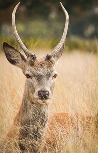Portrait of stag standing on grassy field