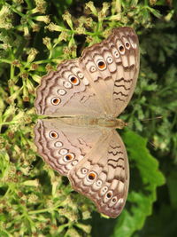 Close-up of butterfly on leaves