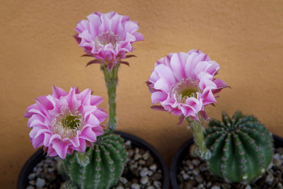 Close-up of pink flowering plant in pot