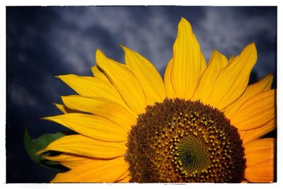 Close-up of sunflower against sky