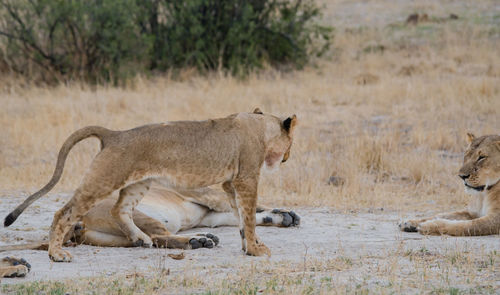 Close-up of lionesses on field