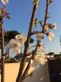 Close-up of fresh flower tree against sky