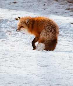 Full length of a cat on snow