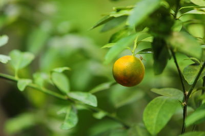 Fresh kumquat in the garden