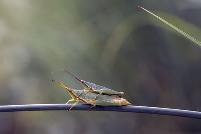 Close-up of insect on leaf