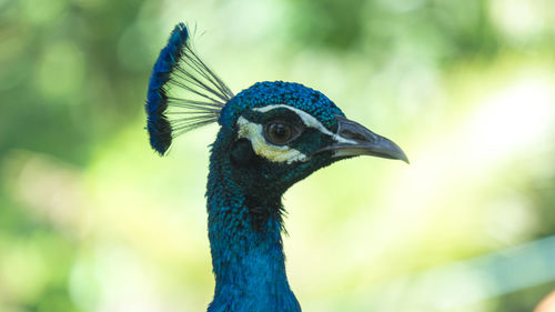 Close-up of a peacock