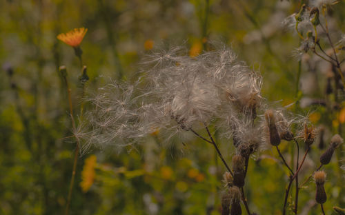 Close-up of dandelion