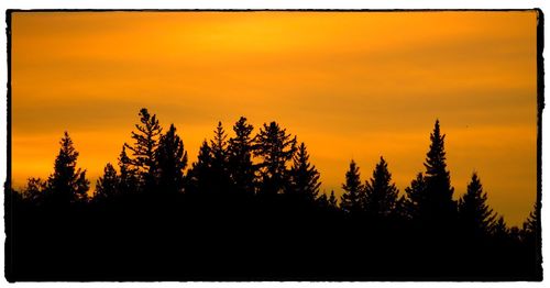 Silhouette trees in forest against sky at sunset