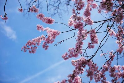 Low angle view of cherry blossoms in spring against sky