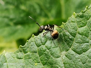 Close-up of insect on leaf