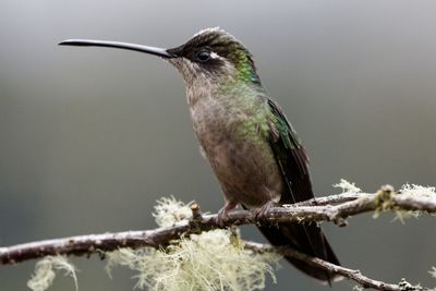 Close-up of bird perching on tree