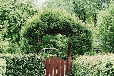 Plants and trees in forest
