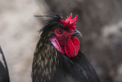 Close-up of rooster