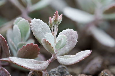 Kalanchoe pumila