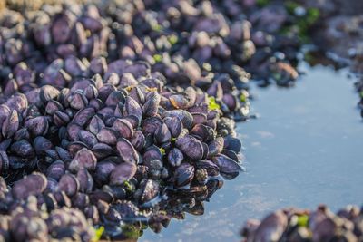 High angle view of mussels at beach