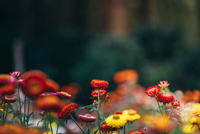 Close-up of red flowering plants on field
