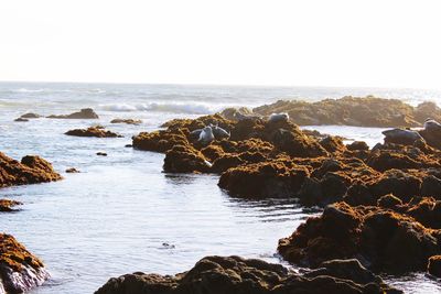 Scenic view of sea against clear sky