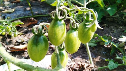 Close-up of fruits growing on field