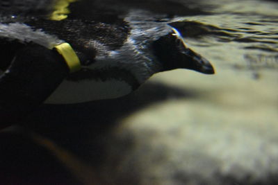 Close-up of fish swimming in sea