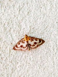 High angle view of butterfly on white flower