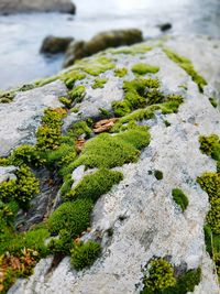 Close-up of lichen on rock by lake