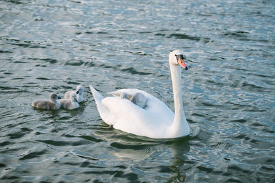 Swans swimming in lake