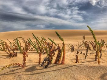 Plants on sand against sky