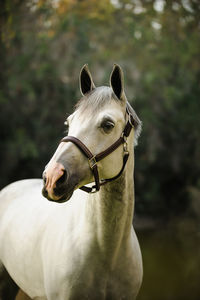 Horse standing on field against trees