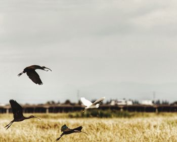 Seagulls flying over grass against sky