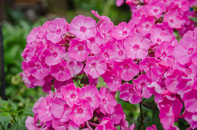 Close-up of pink flowering plant